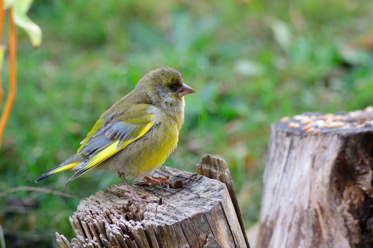 Un pájaro con tricomoniasis.