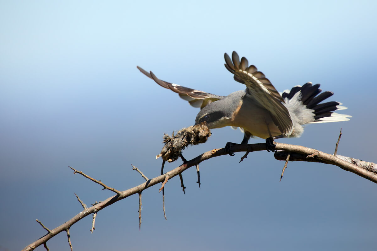 Un alcaudón empalando a su presa.