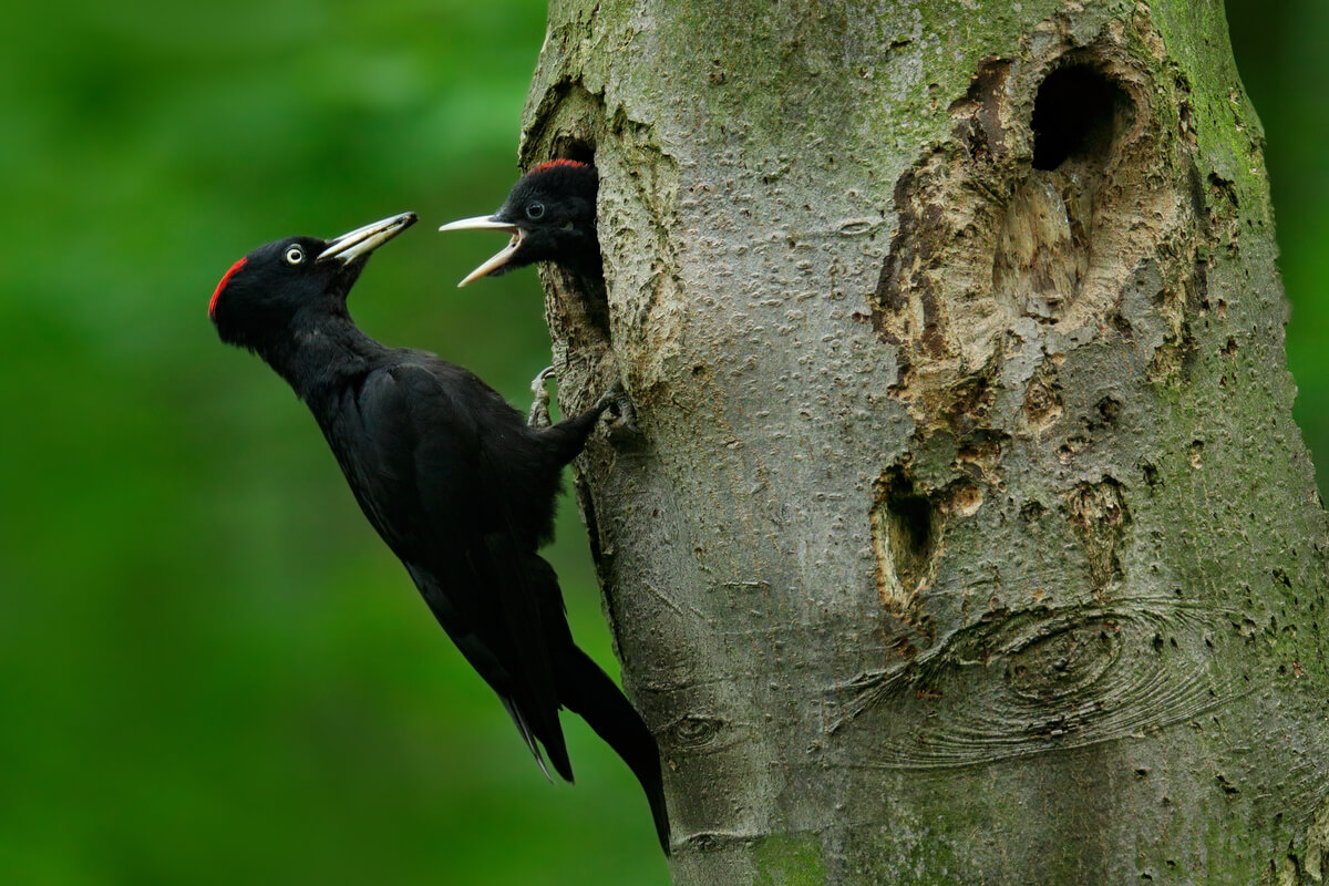 Pájaros carpinteros negros.