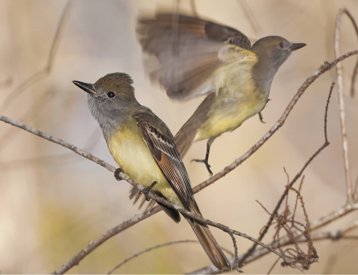 Unos pájaros vuelan por las ramas.