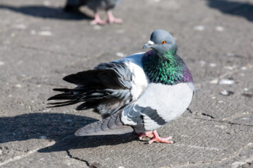 Tricomoniasis en pájaros: causas, síntomas y tratamientos