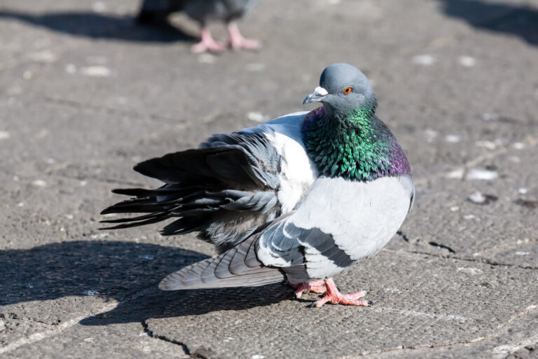 Tricomoniasis en pájaros: causas, síntomas y tratamientos