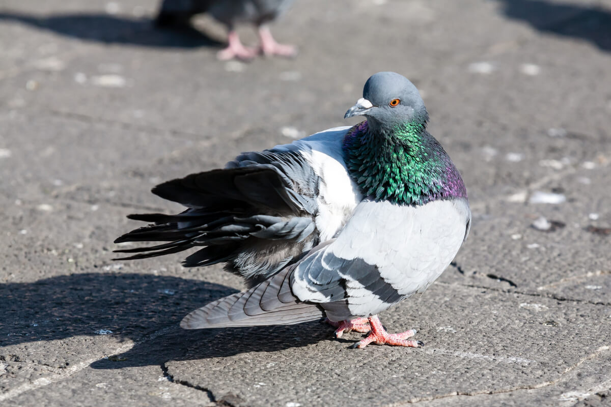 Tauben auf einem städtischen Platz