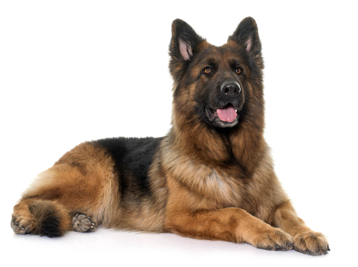 El pastor alemán es una de las razas de perros más fáciles de adiestrar.