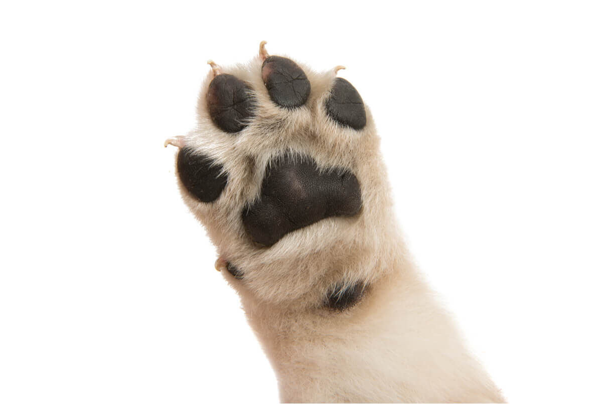Las patas de los perros tienen mal olor cuando están infectadas.