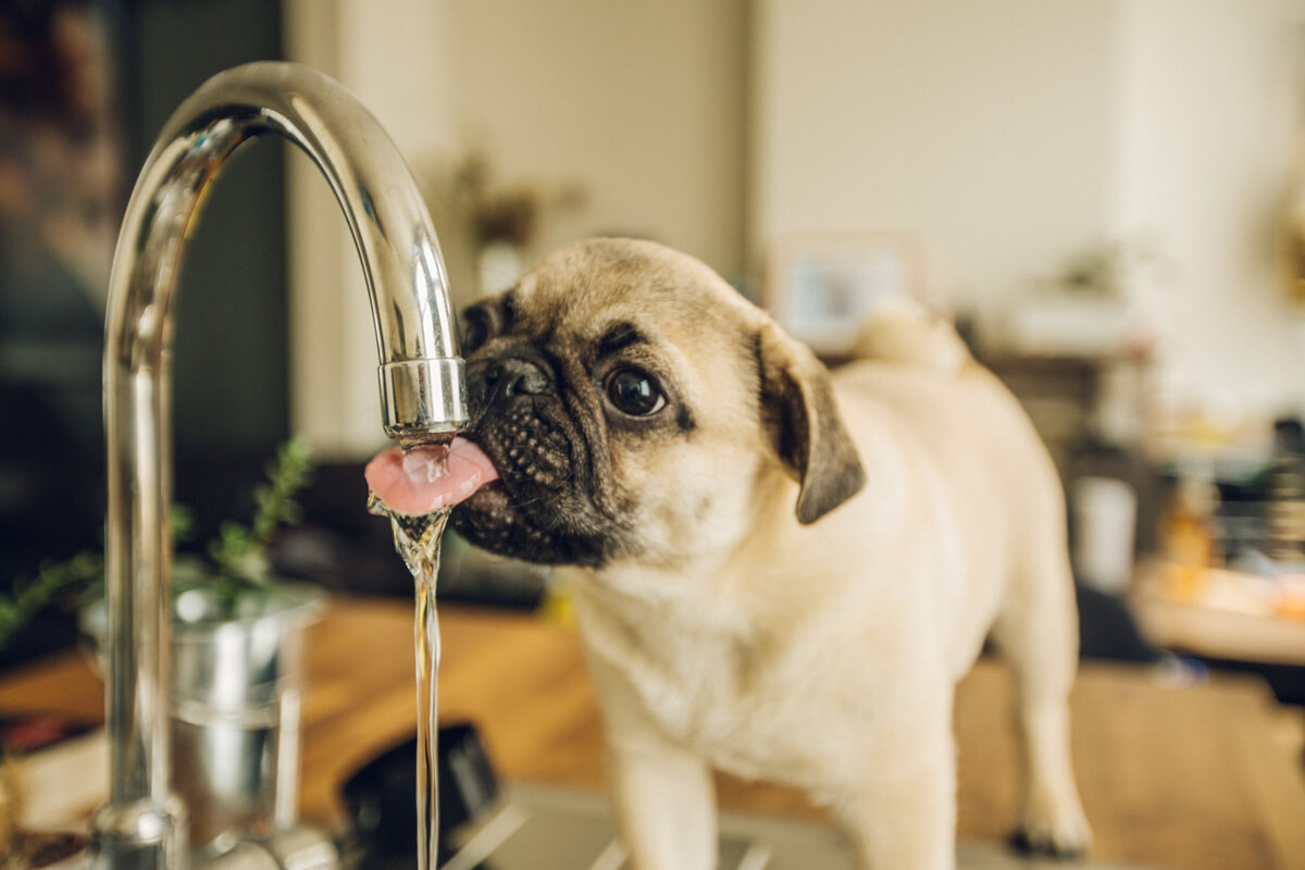 Hoeveel water moet een hond drinken