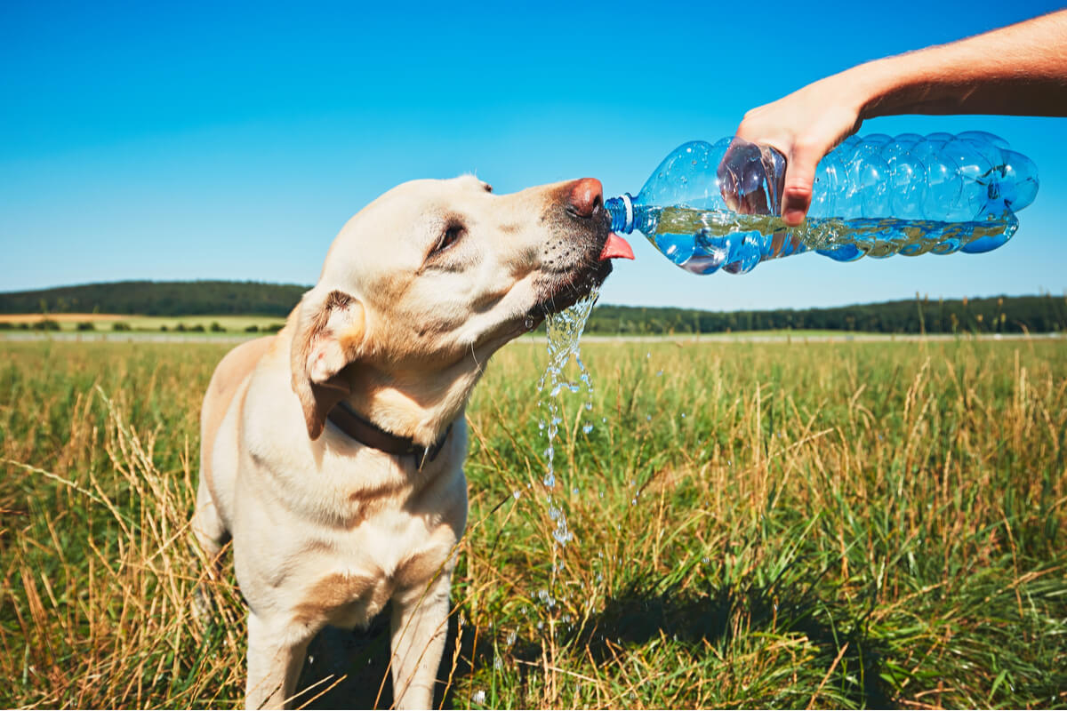 Un perro bebe de una botella de agua.