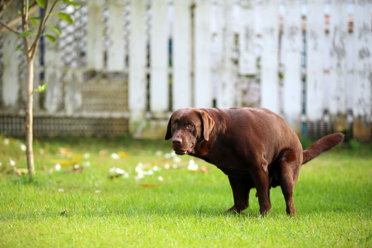 A dog doing a poo.