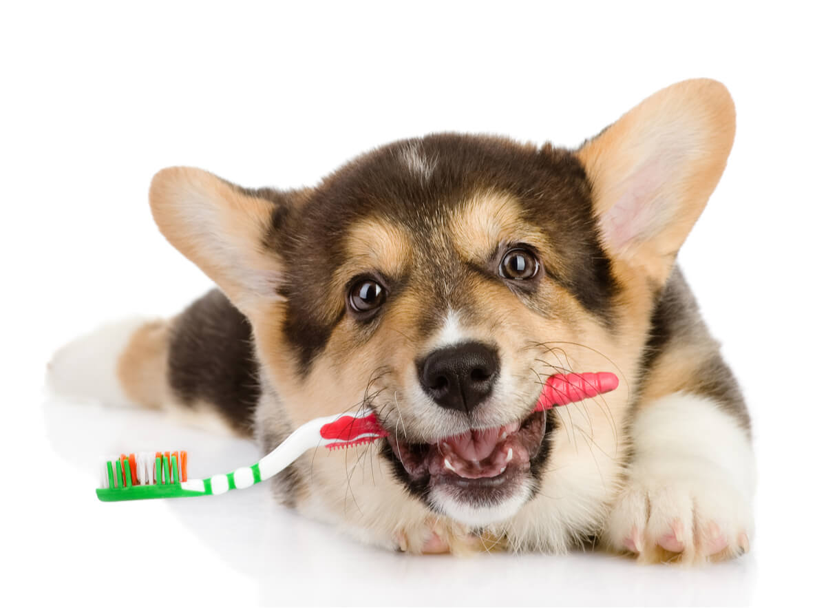 Un perro con su cepillo de dientes.