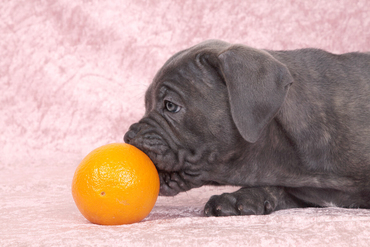 Un perro se come una naranja.