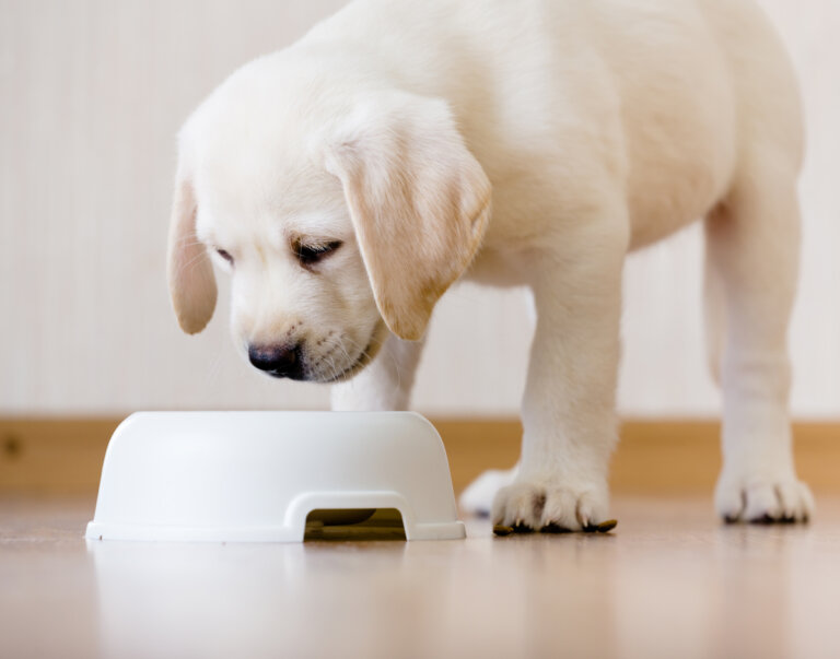 La FDA retiró comida para mascotas del mercado por su potencial mortalidad