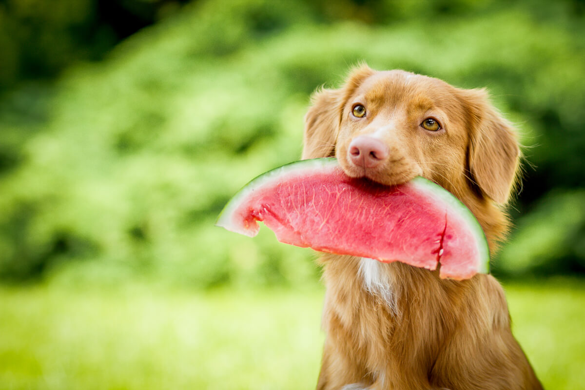 A dog eating watermelon.