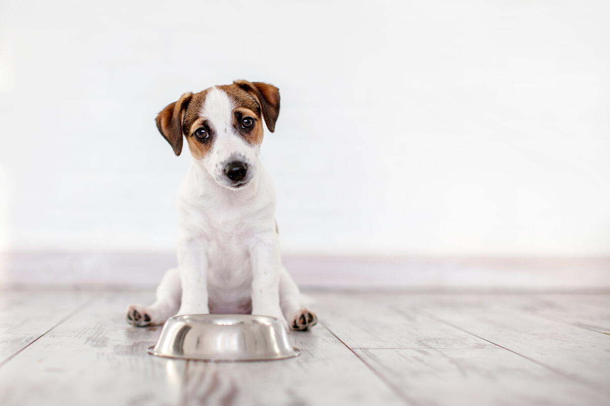 I cani celiaci devono osservare la loro dieta.