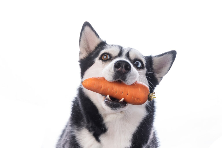 Alimentos ricos en vitamina C para perros
