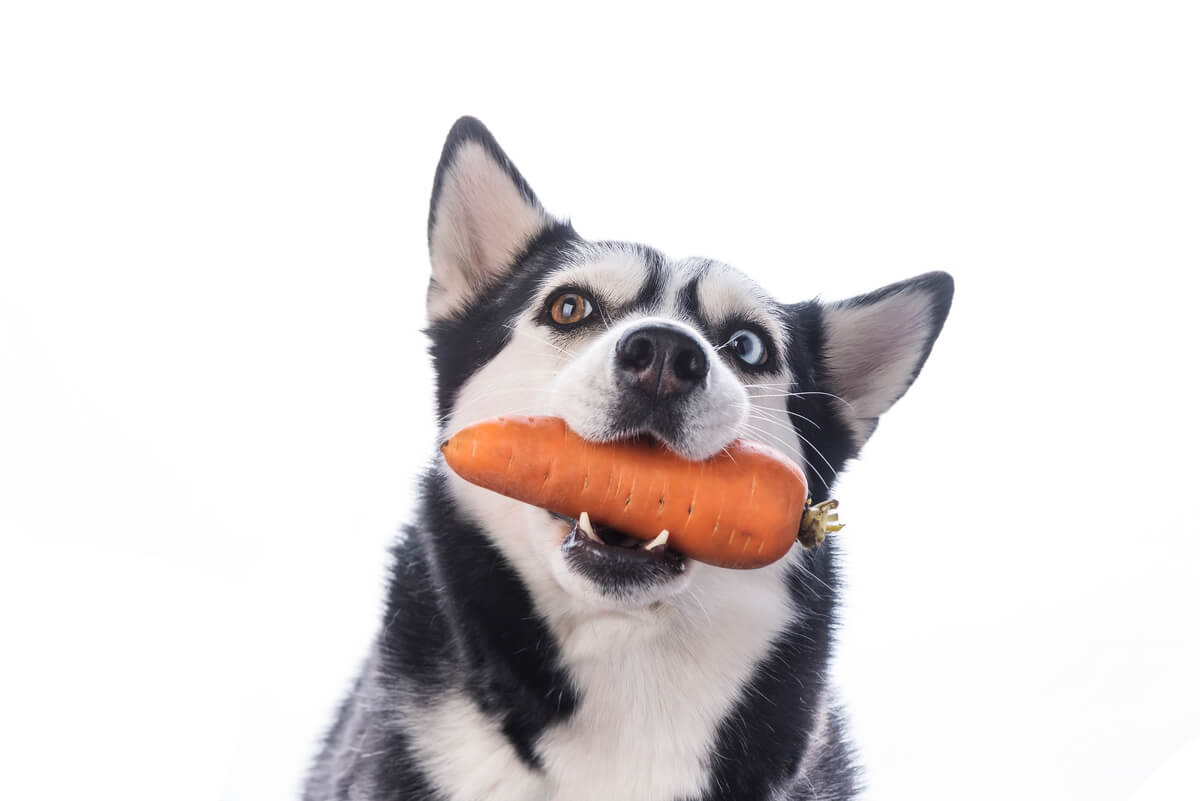 Moroten är ett av de fem hälsosammaste livsmedlen för hundar.