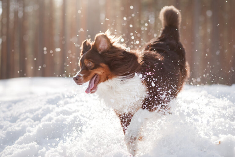 Consejos para llevar a un perro a la nieve