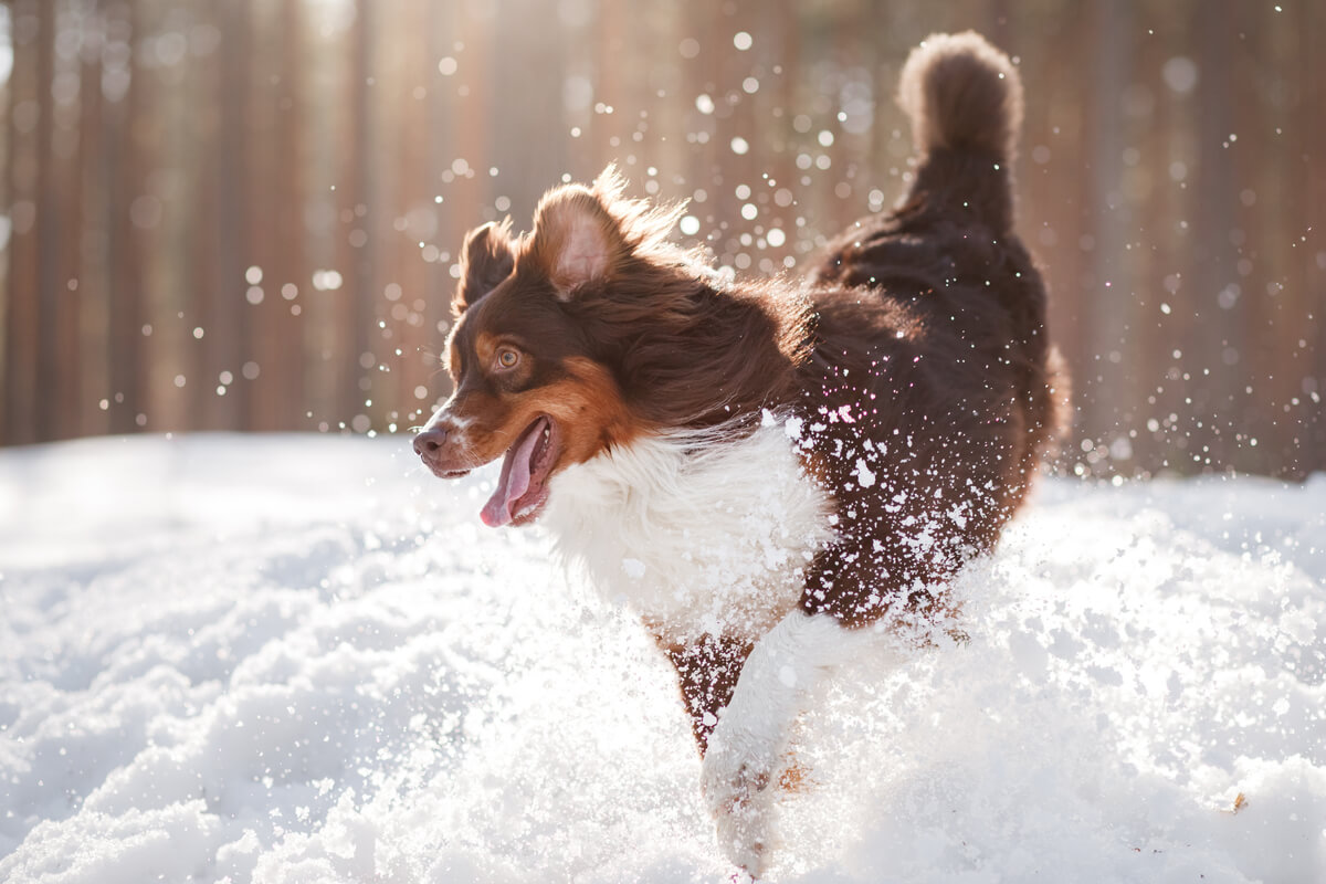 Se puede pasear con un perro en la nieve.