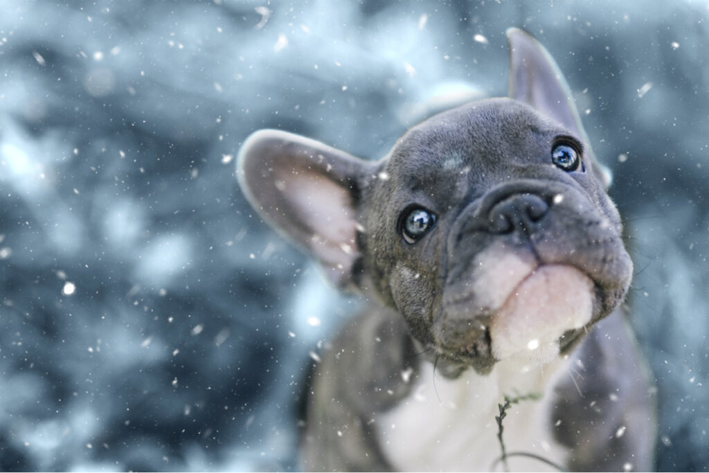 ¿Dónde ir en invierno con tu perro?