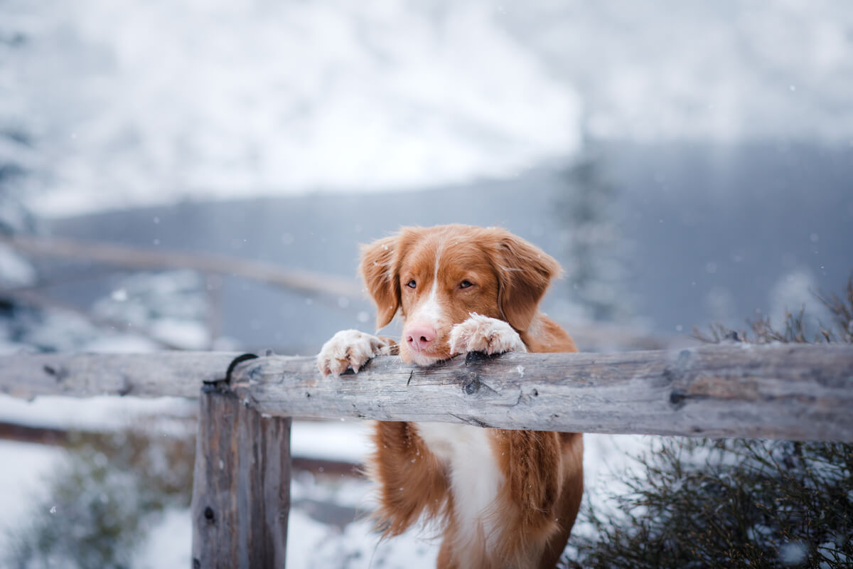 Un perro en la nieve.