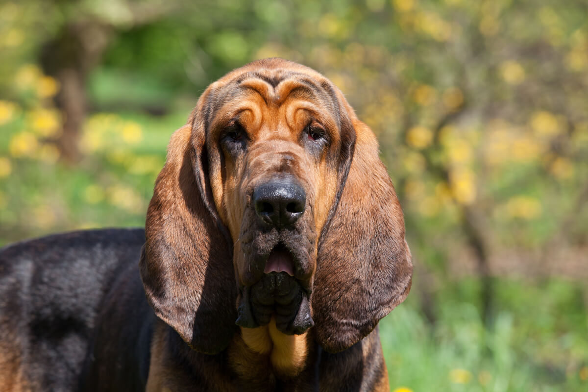 El bloodhound es una de las razas de perros más difíciles de adiestrar.