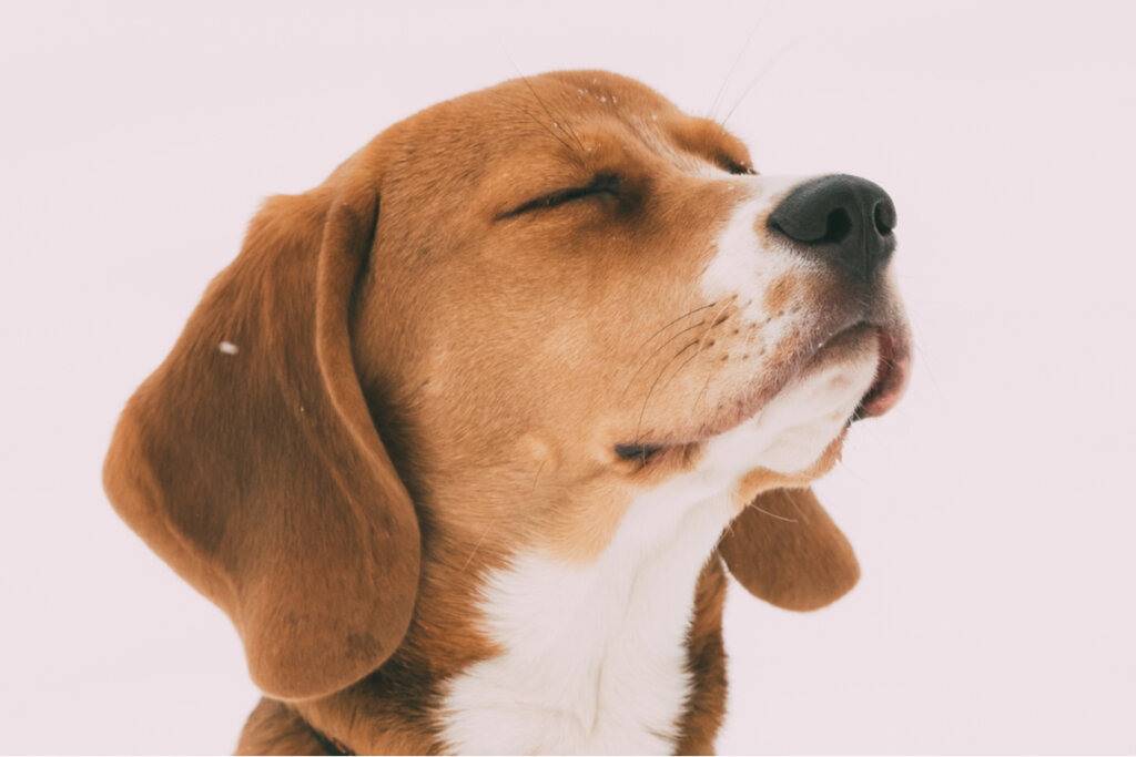 ¿Con qué sueñan los animales?