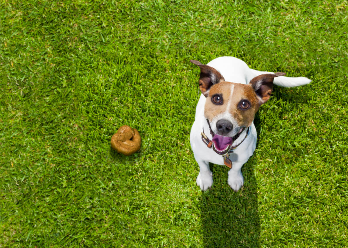 çimlere kakasını yapmış bakan bir köpek