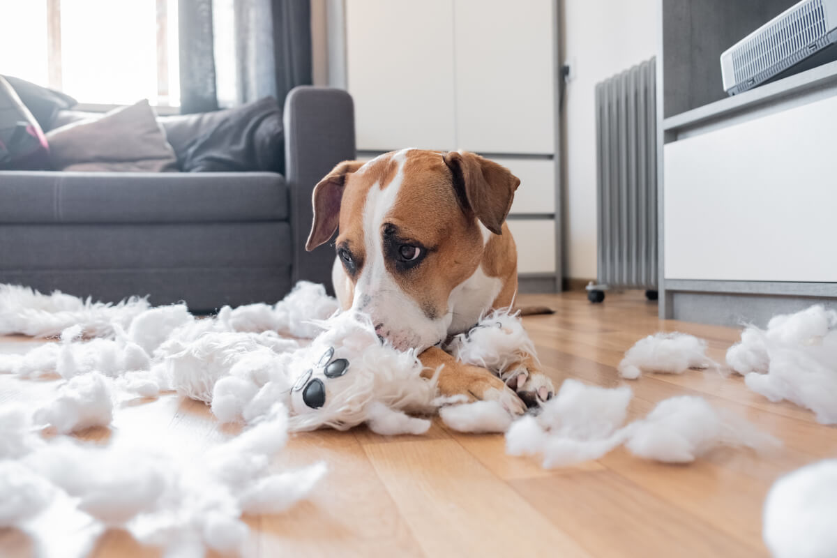 Romper cosas es uno de los comportamientos anormales en perros.