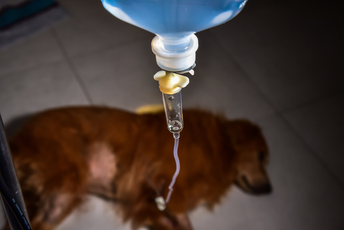 Un perro en el veterinario porque no le funciona el riñón.