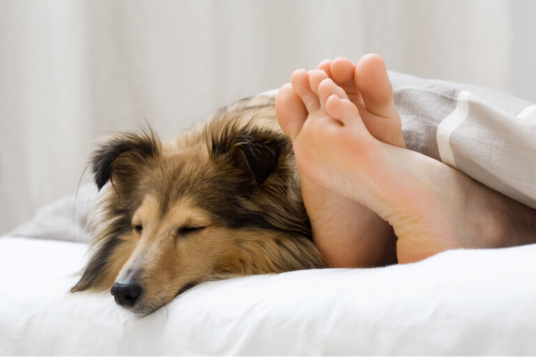 5 motivos por los que tu perro duerme a tu lado