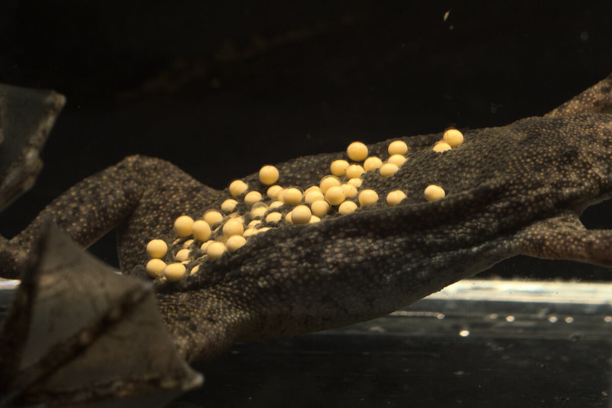 Um cachimbo parva com seus ovos.