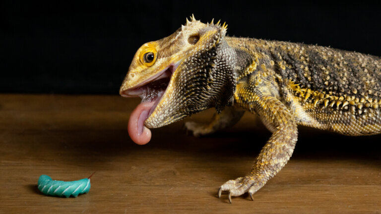 Lipidosis hepática en reptiles: causas, síntomas y tratamiento