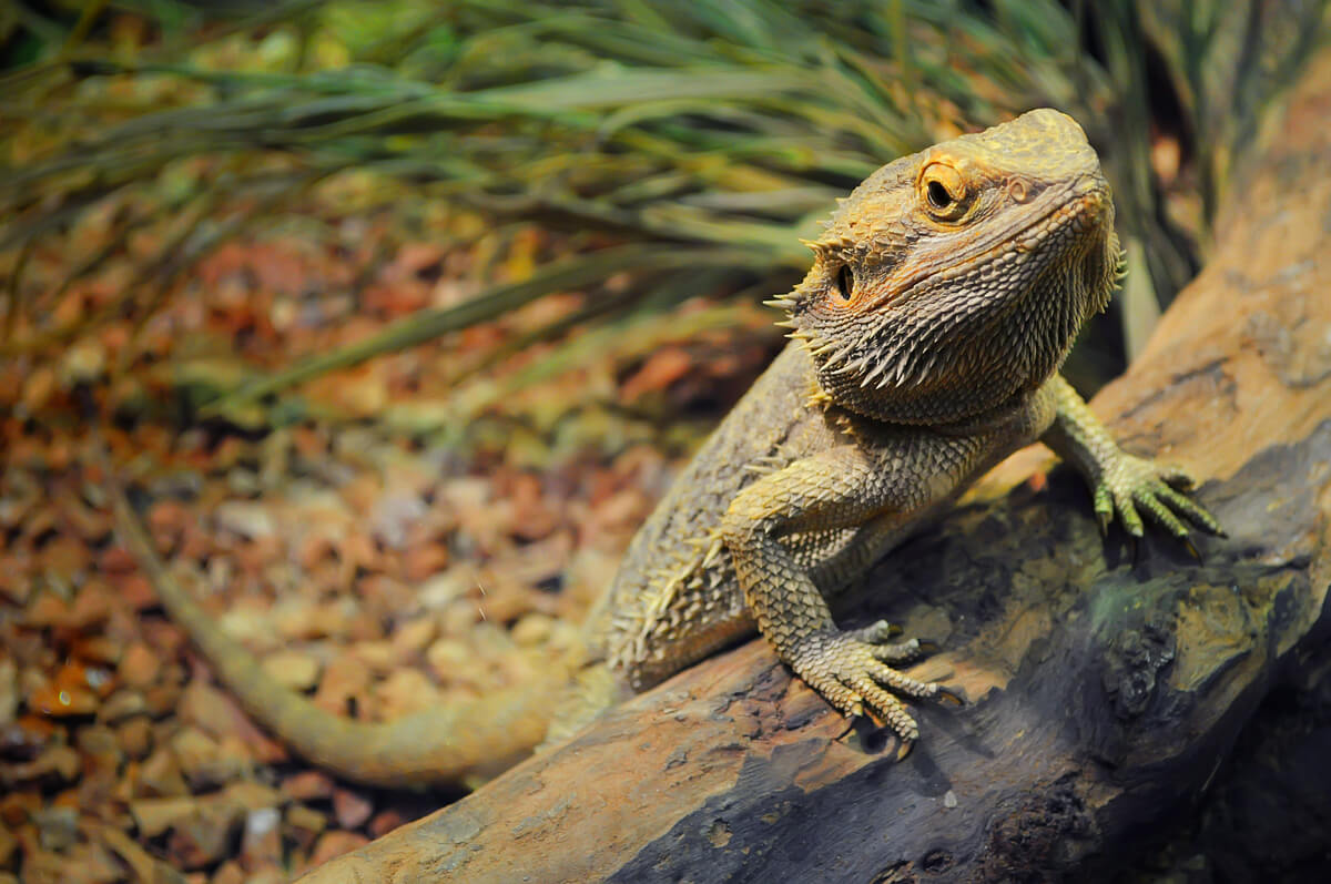 La pogona es uno de los animales domésticos que hibernan.