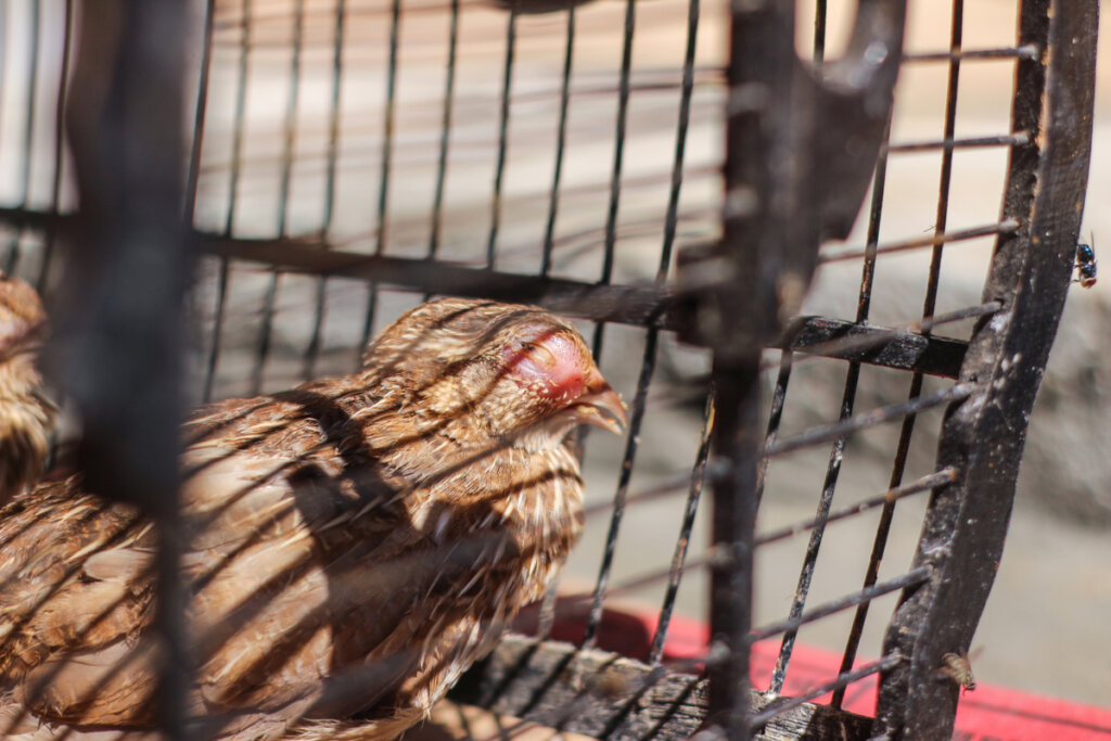 Un pollo con coriza infecciosa.