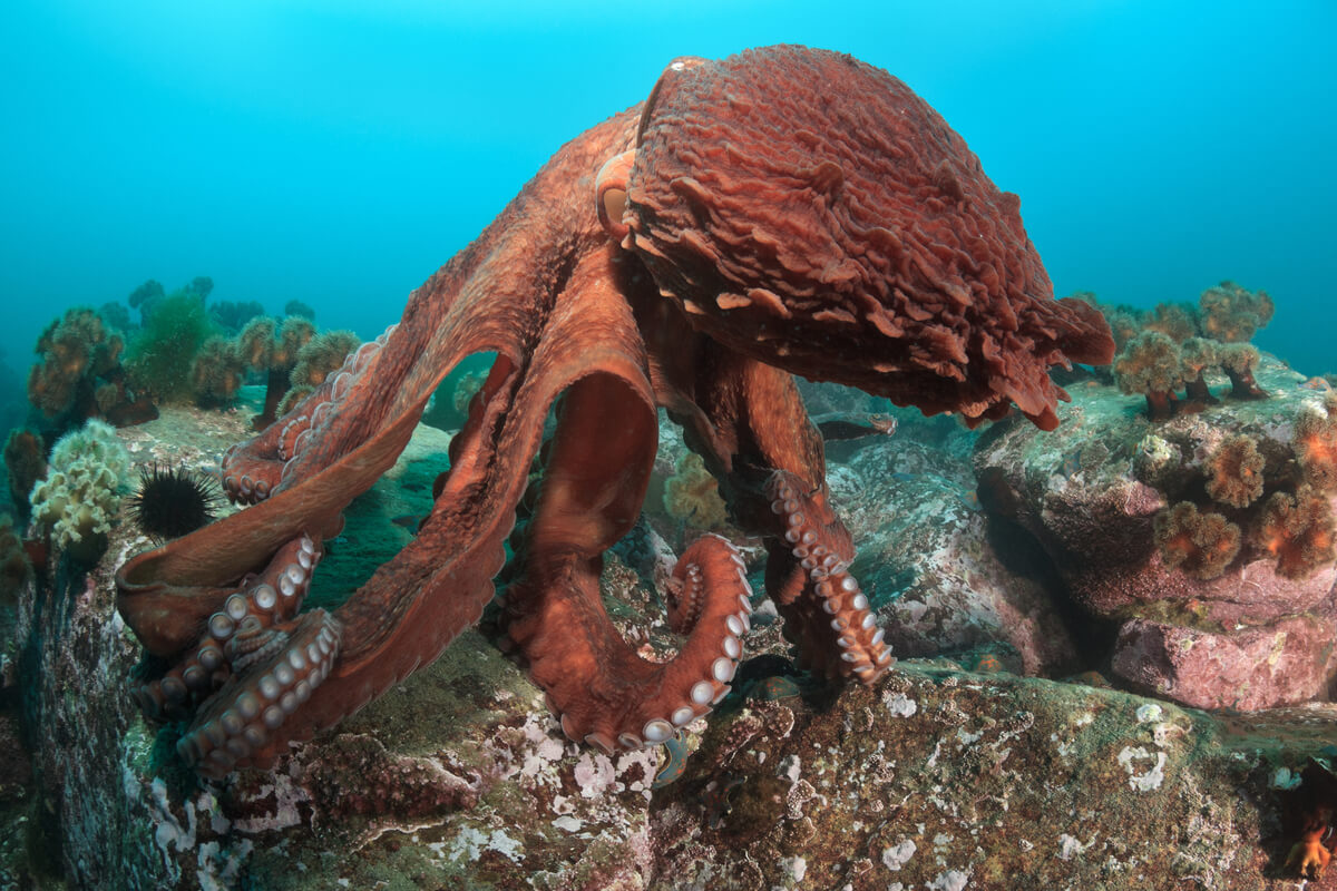 şekil ve renk değiştirmiş bir ahtapot denizin altında