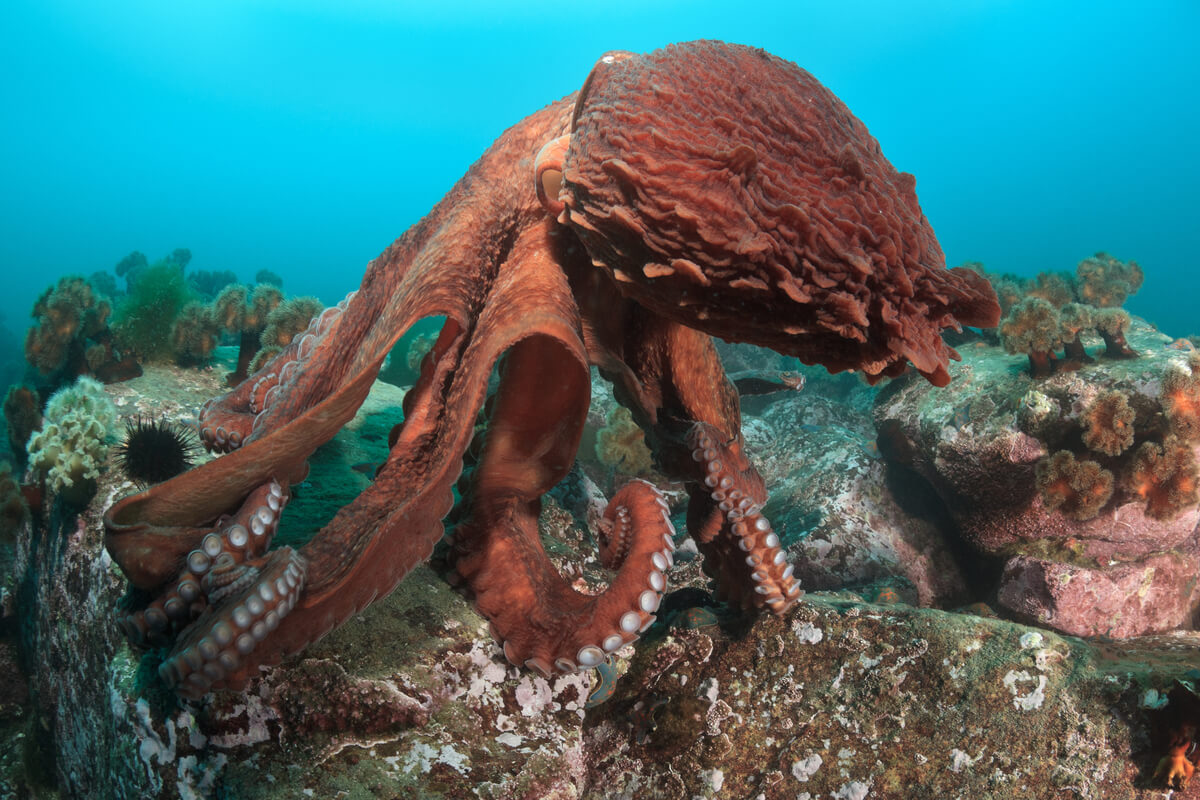 El pulpo gigante es de las mejores madres de la naturaleza.
