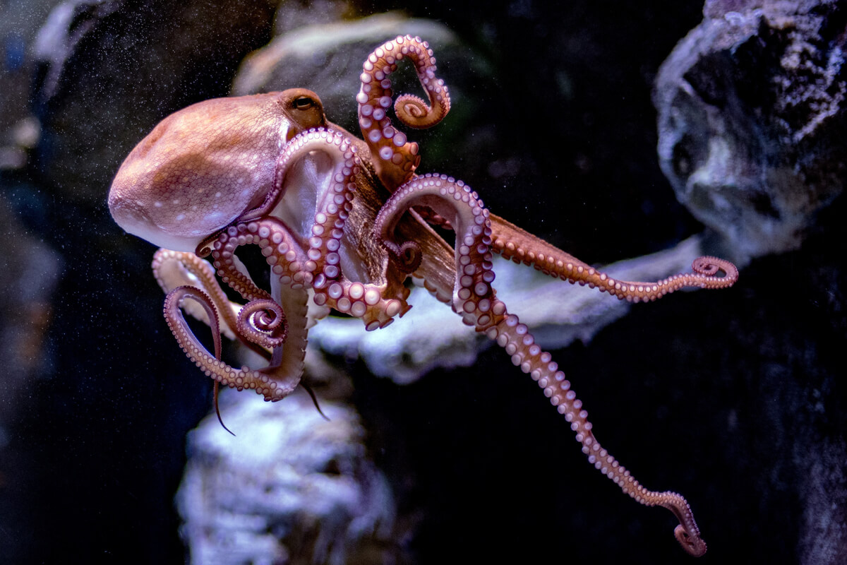 Un pulpo nadando.