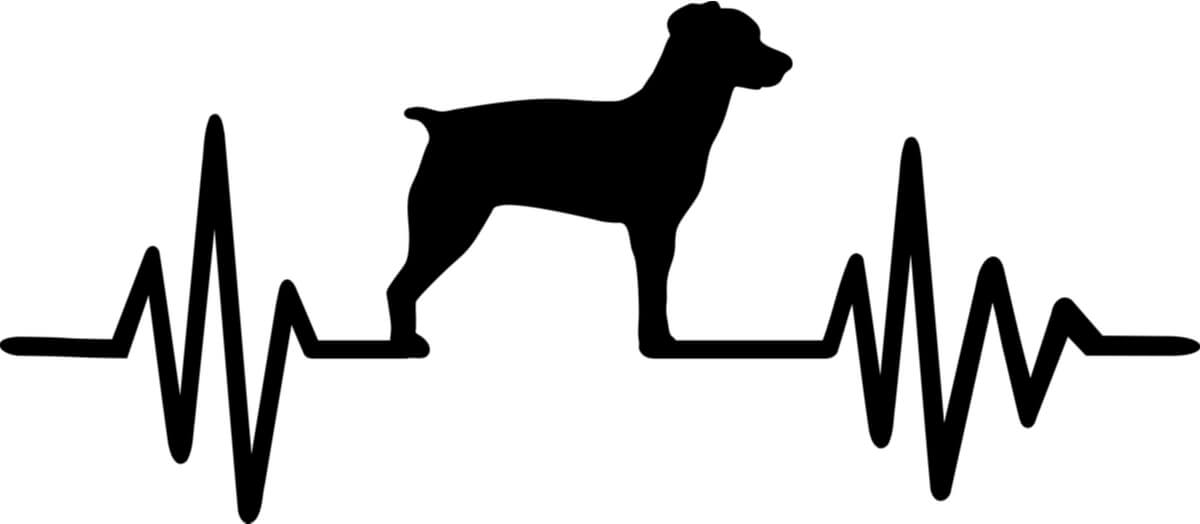 Un perro con salud.
