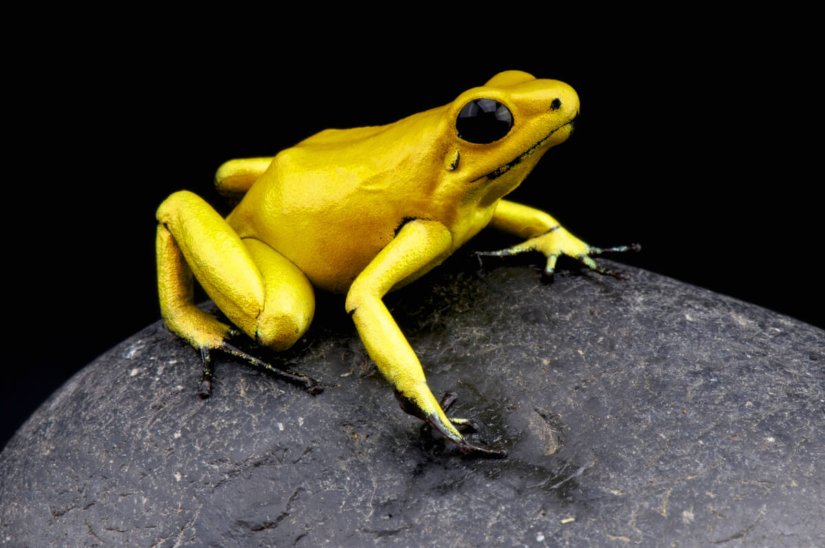 Una rana amarilla sobre un fondo negro.