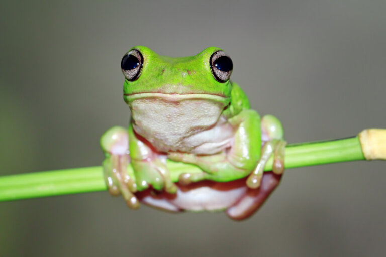 Las técnicas de supervivencia de las ranas