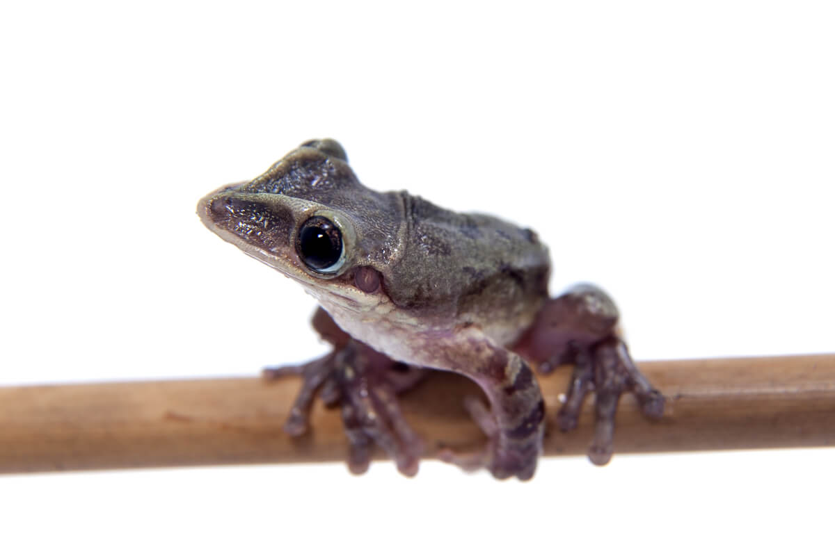 10 Kuriositäten über Frösche
