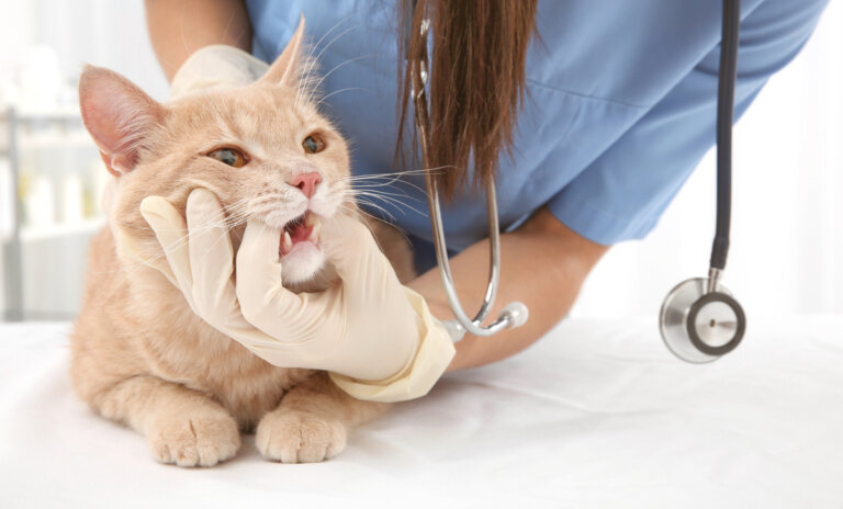 Reabsorción dental en gatos: causas, síntomas y tratamientos