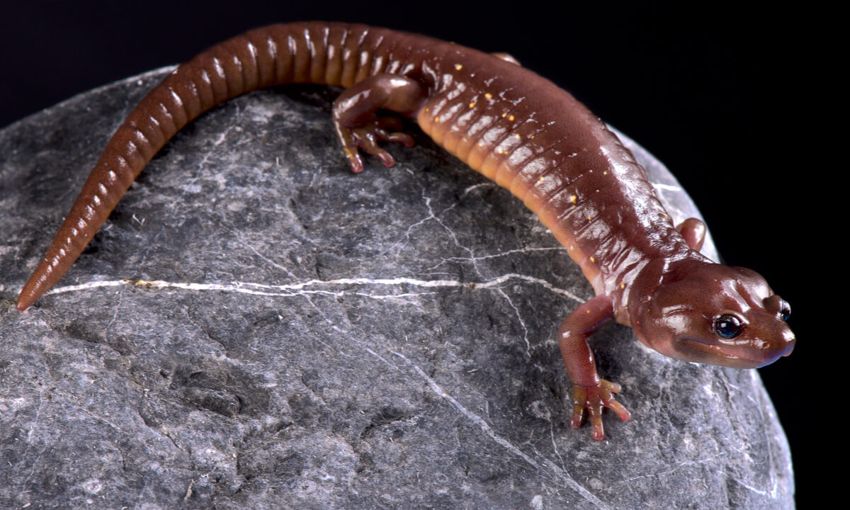 Una salamandra arborícola.