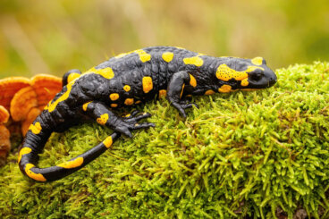 Las salamandras no son seres maléficos