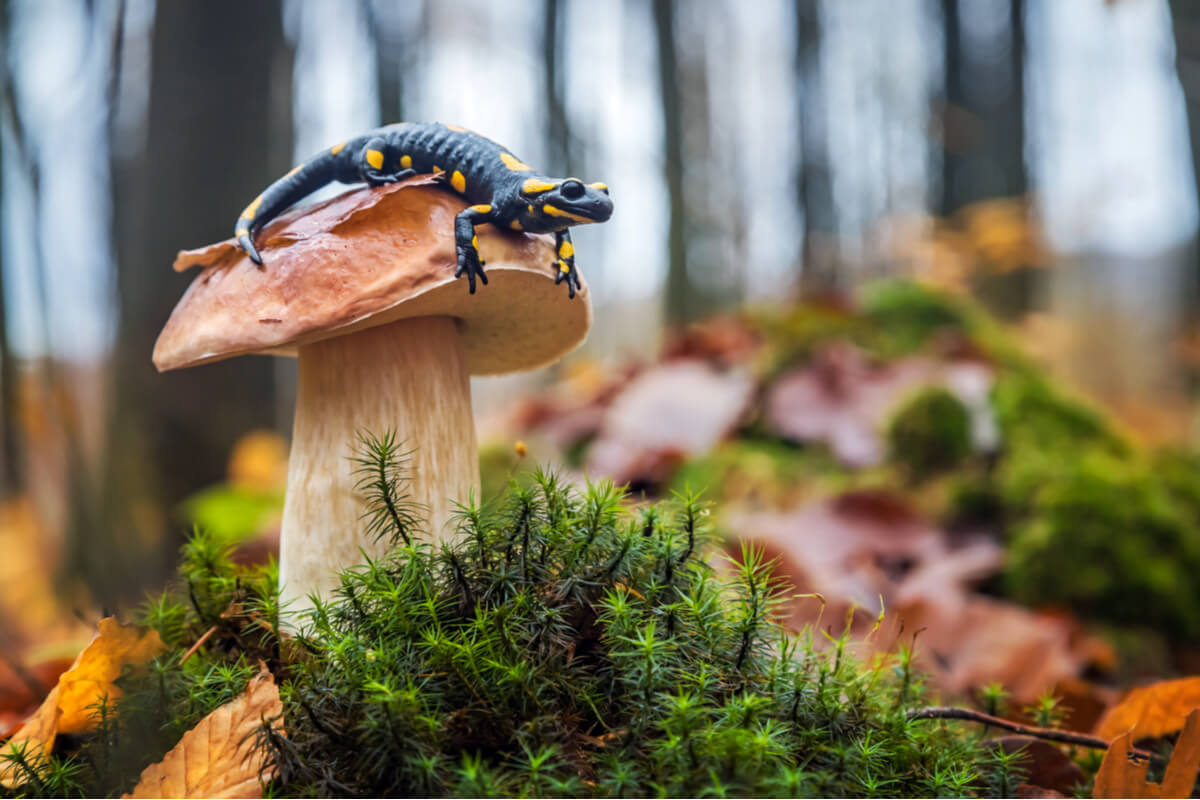 Una salamandra encima de una seta.