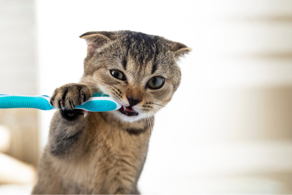 Aprende A Lavarle Los Dientes A Tu Gato - Mis Animales