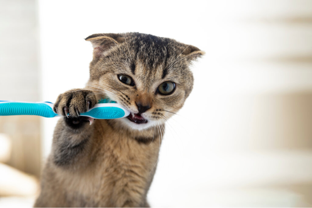 Aprende a lavarle los dientes a tu gato - Mis Animales
