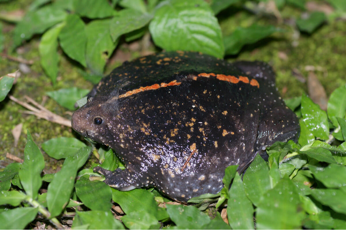 Un sapo muy extraño.