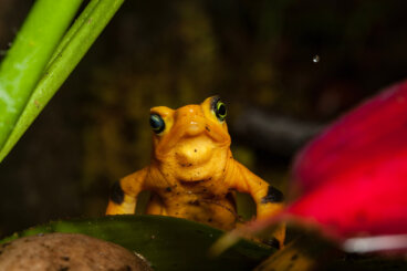 Los 5 sapos más extraños del mundo