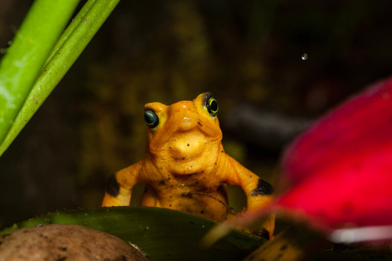 Los 5 sapos más extraños del mundo