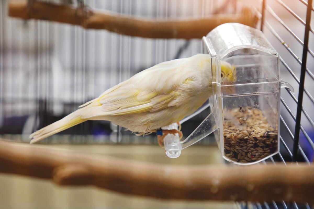 Bir kuş kafesindeki yemlikten yem yiyor
